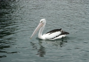 Black Neds Bay Pelican 8 27-10-11