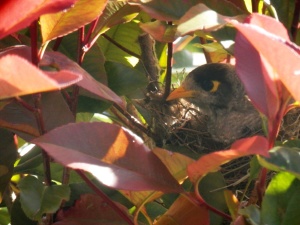Myna bird in nest 06-11-16